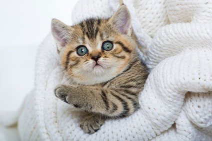Katze in zusammengefaltetem Woll-Pullover Katze in zusammengefaltetem Woll-Pullover