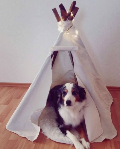 Hund liegt im Hunde-Zelt aus Zeltstoff Hund liegt im Hunde-Zelt aus Zeltstoff