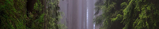 Waldmotive 2