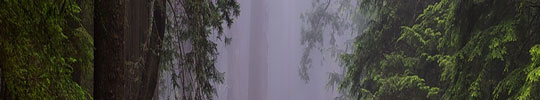 Waldmotive 1