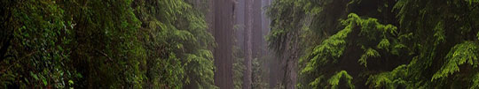 Waldmotive 3