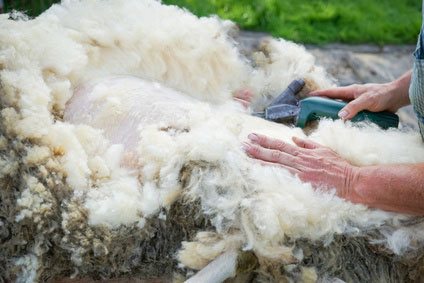 Ein Schaf beim Scheren Ein Schaf beim Scheren