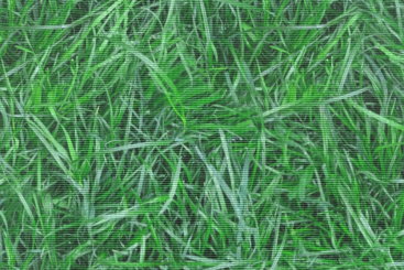 Moskitonetz-Meterware - Grünes Gras 