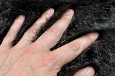 Pelz-Imitat Night Wolf 