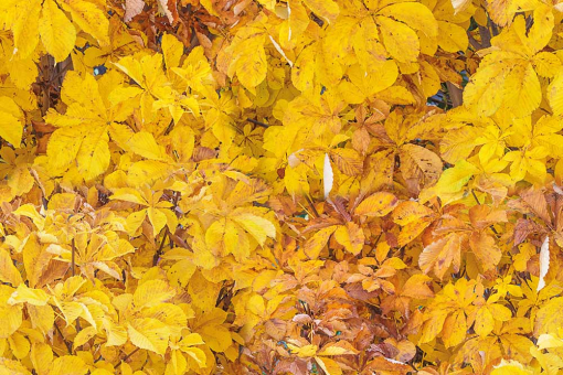 Tolle Dekostoff für den Außenbereich mit buntem Muster im realistischen Stil - super für hübsche Heimtextilien und mehr!  108875 Outdoorstoff Kastanienlaub Dekostoffe Natur Outdoorstoff - KastanienlaubGelb/Braunes Laubmotiv auf Dekostoffware