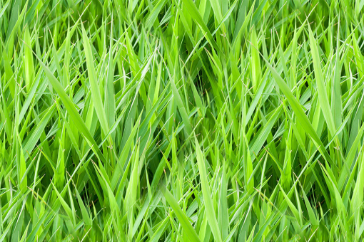 Grüner wird's nicht - dieser saftige Dekostoff wirkt absolut realistisch! 130 107835 Dekostoff Gras Dekostoffe Pflanzen Dekostoff - Grünes GrasDekostoff mit realistischem Grasmotiv