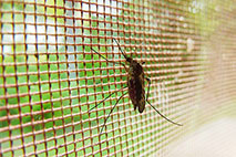 A - Technische Gewebe Moskitonetz Meterware Technische Gewebe Insektenschutz Moskitonetz Meterware