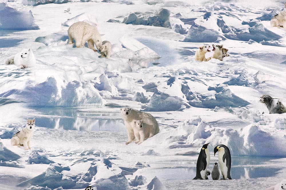 Setzen Sie ein Zeichen und bieten Sie den Eisbären auf diesem digital bedruckten Dekostoff ein Zuhause! Ds2330 Dekostoff Digital Eisbaeren S4 Digital-Drucke Dekostoff Digitaldruck - Leben der Eisbären